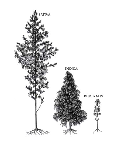 the hemp plant trees