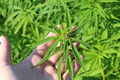 things you ought to know about the herbal cannabis plant