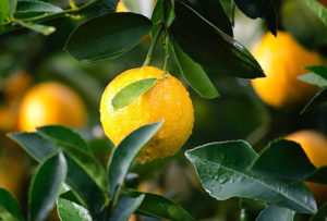 lemons on a tree lemon juice and weight loss