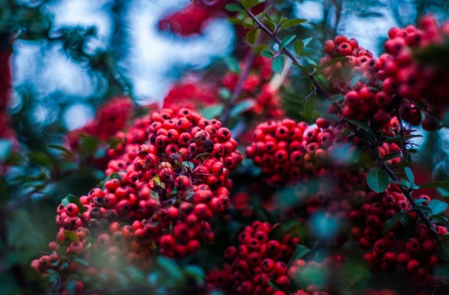 acai red berry bunches on a tree