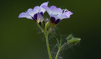 valerian root flower